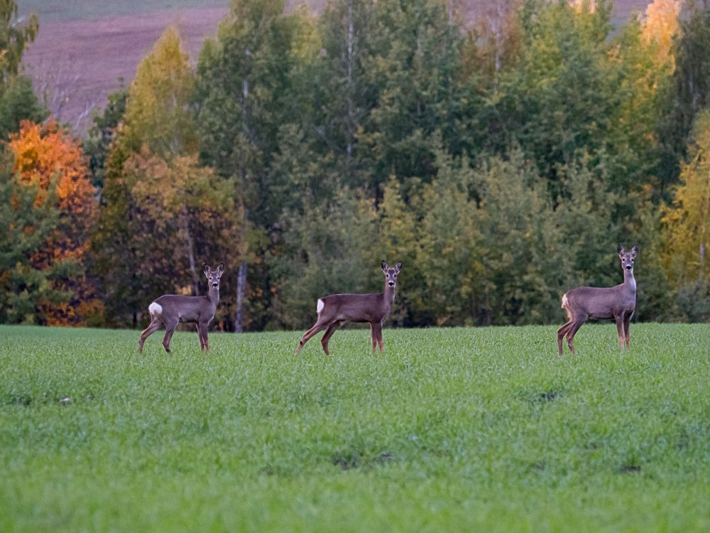Фотография автора Петр Богомазов
