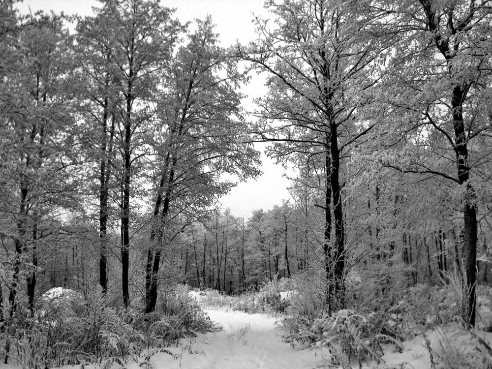 Photograph by Виктор Карпухин