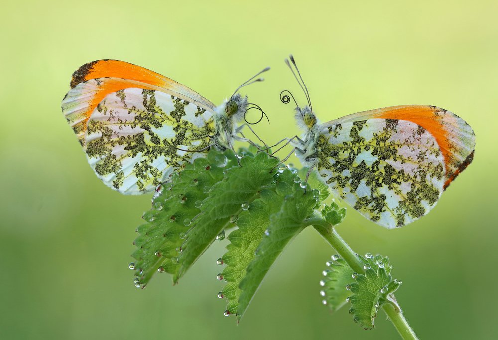 «Мужской разговор»