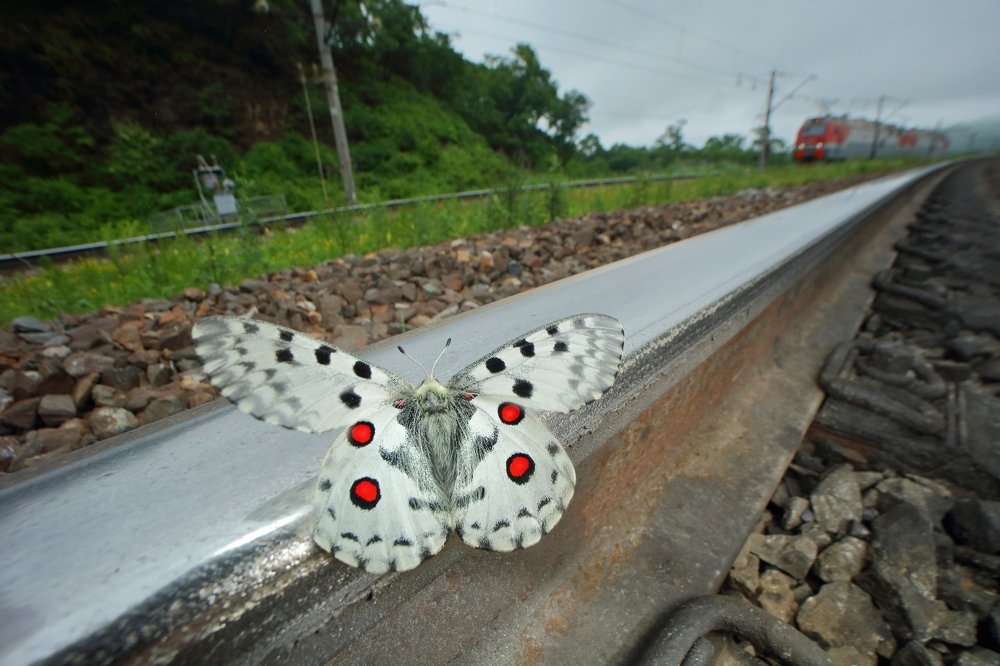 Железнодорожник поневоле