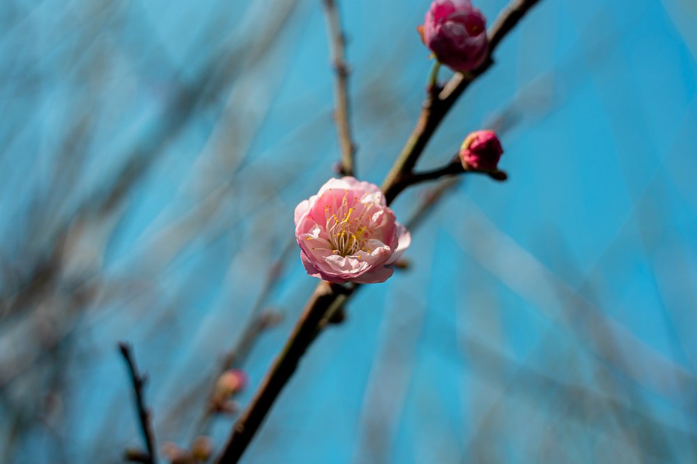 Photograph by Yang-Lin Tai