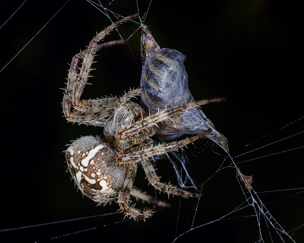 Фотография автора Петр Богомазов