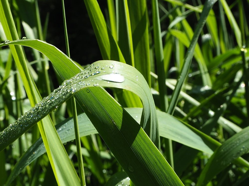 Photograph by Надежда Меркулова
