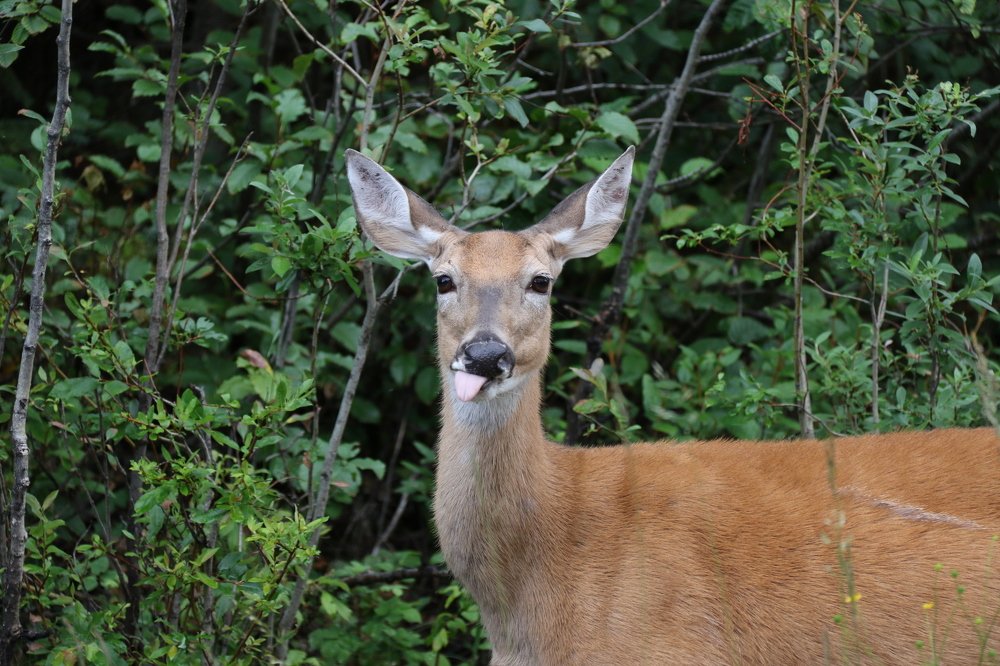 Photograph by Иван Кичев