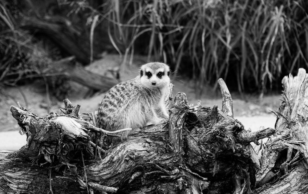 Photograph by Macy Anne Seeping