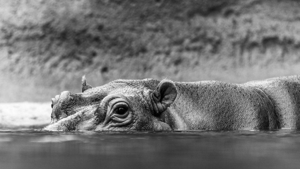 Photograph by Macy Anne Seeping