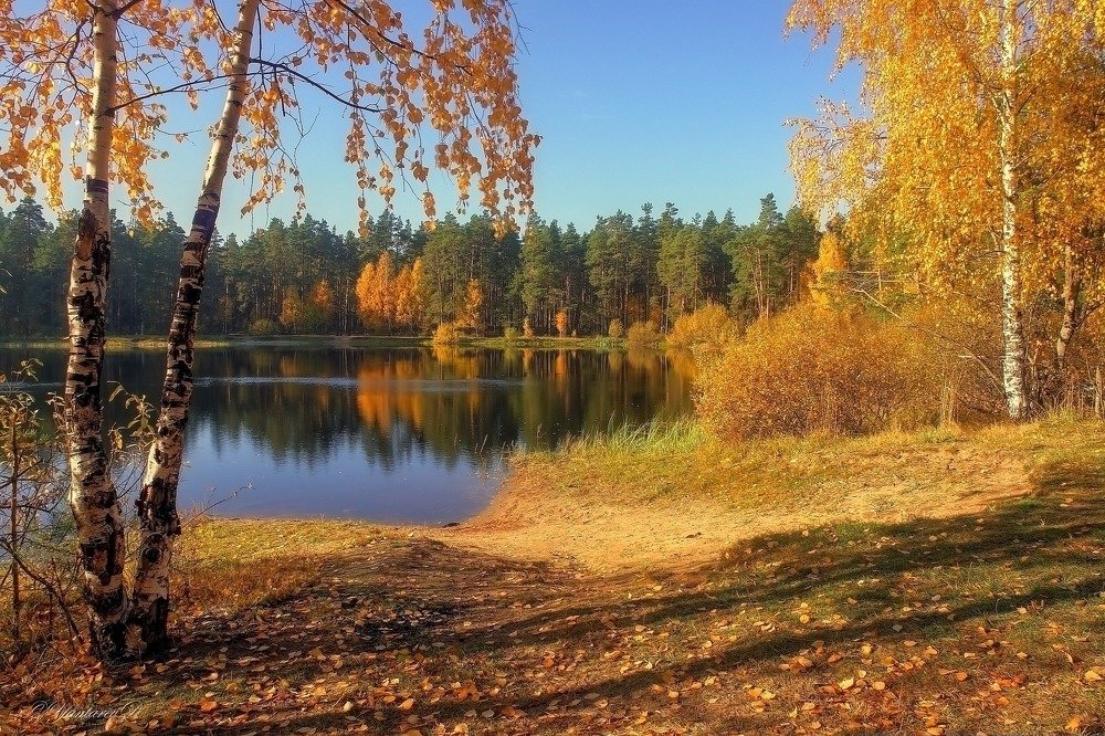 Лесное озеро в золоте.