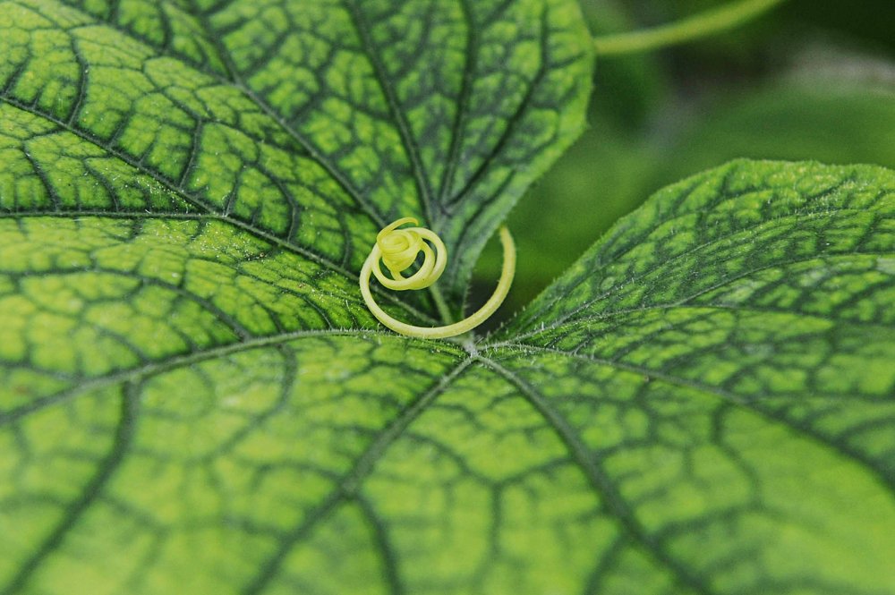 Photograph by Сафронова Любовь