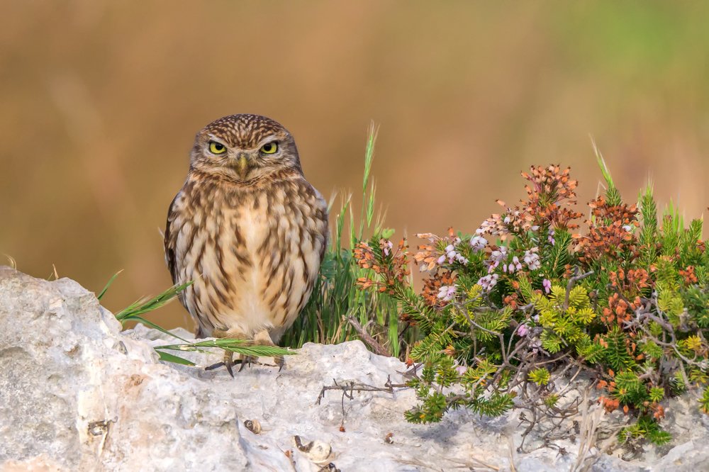 Photograph by Massimo Tamajo