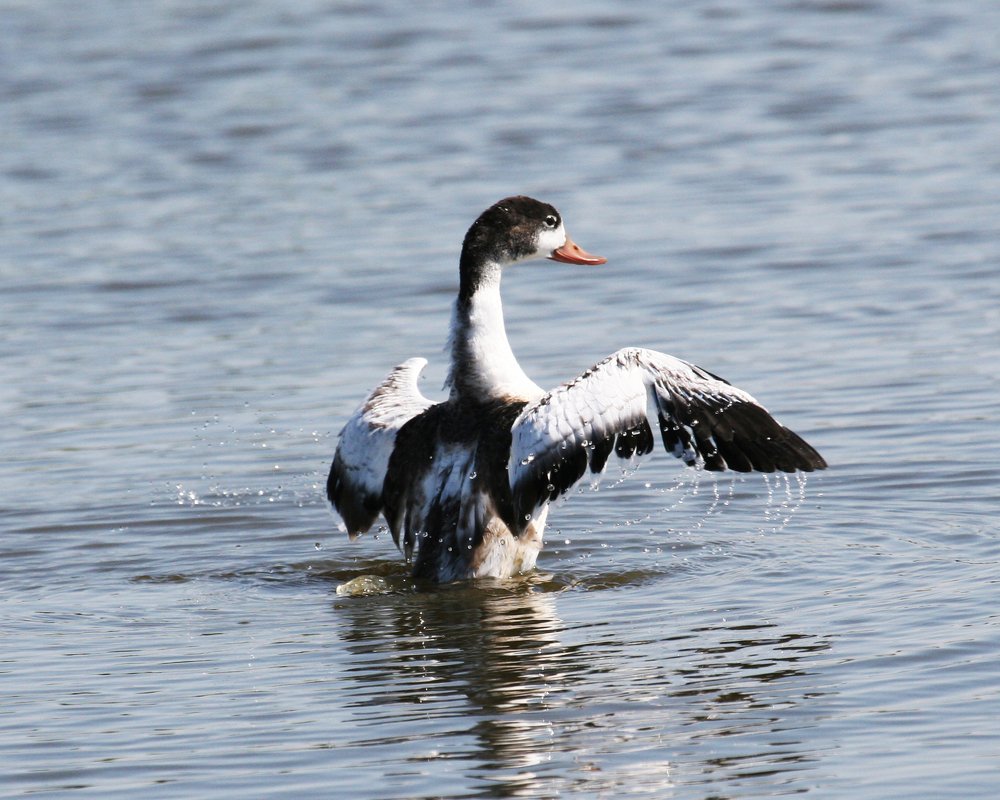 Photograph by Tugsbayar Shagdarsuren