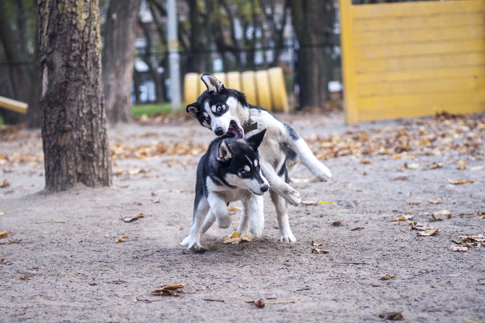 Photograph by Виола Поликарпова