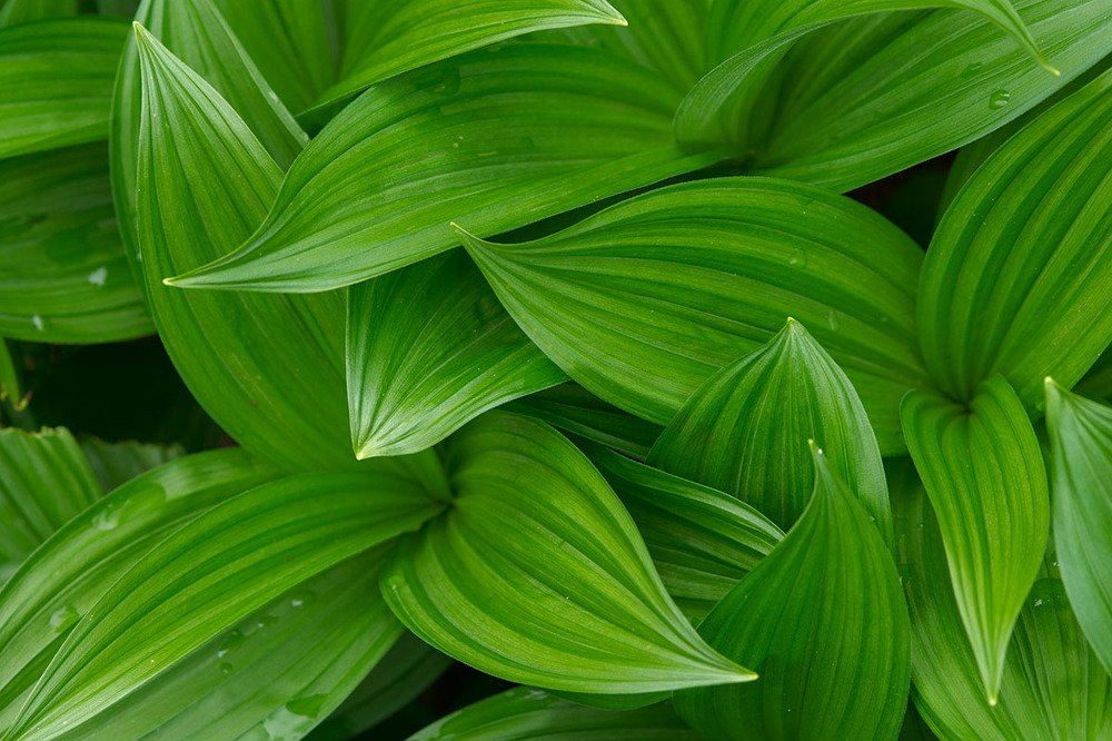 Photograph by Nexter