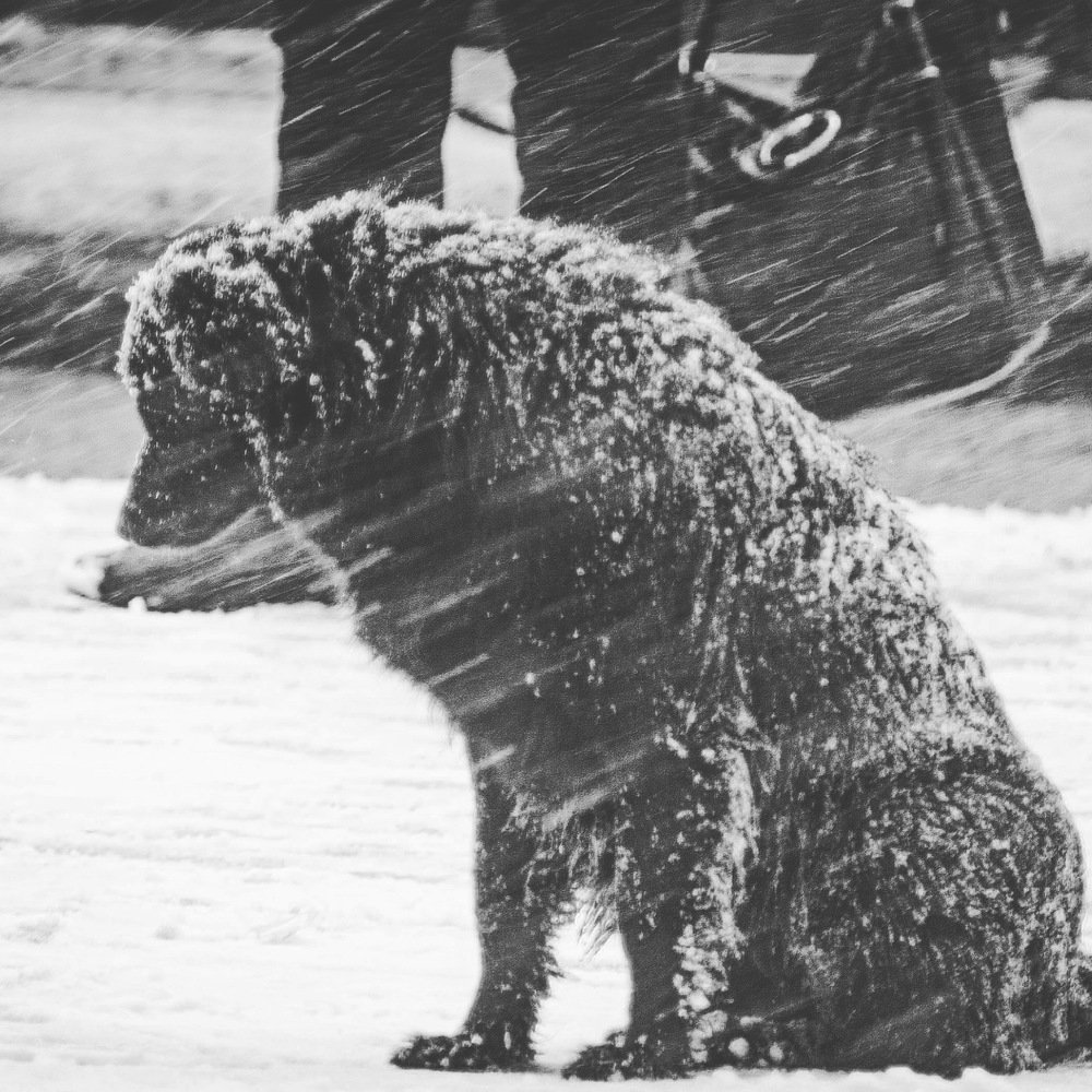 Грусть собачья