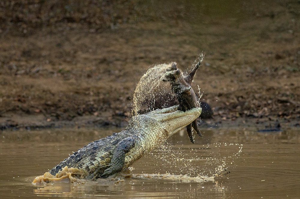 Survival of the Fittest.