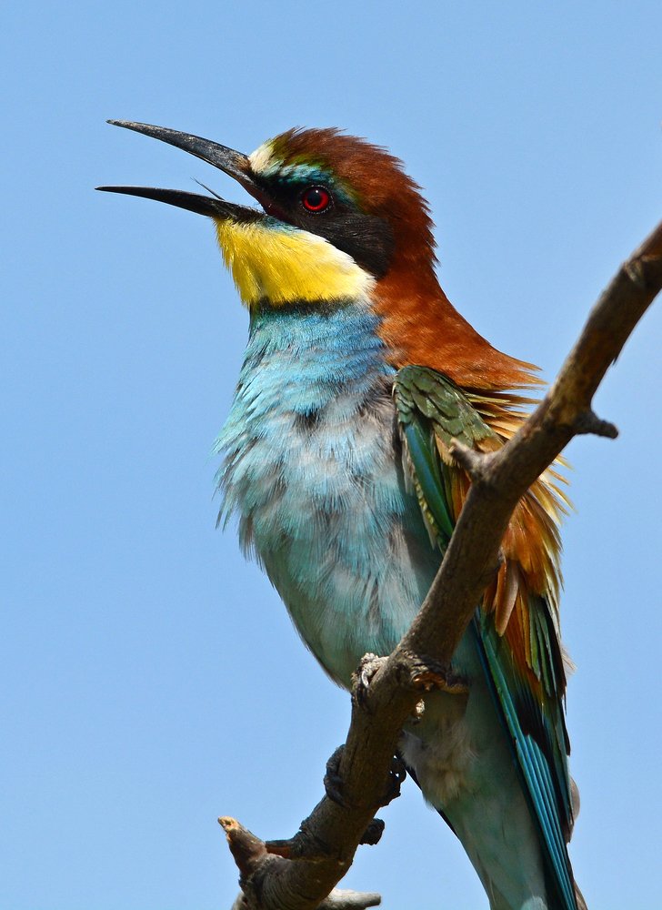 Тропическая красотка.