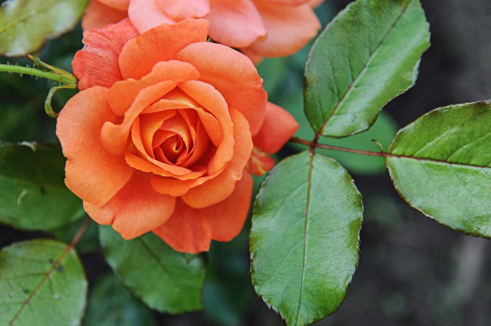 Photograph by Сафронова Любовь