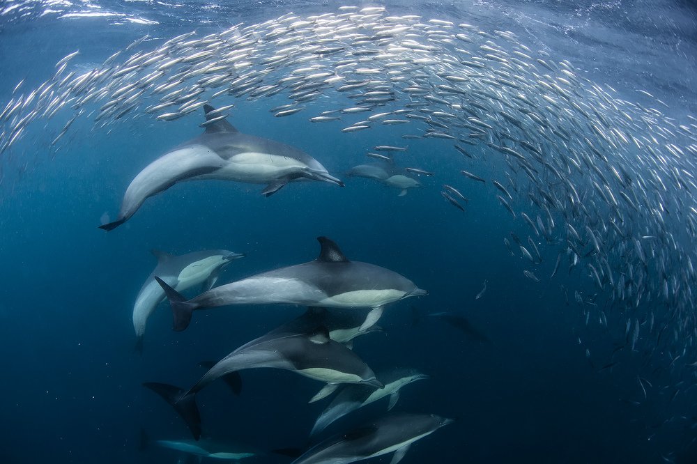 Стая на стаю