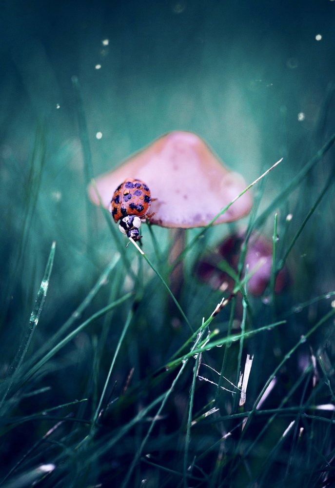 После дождя