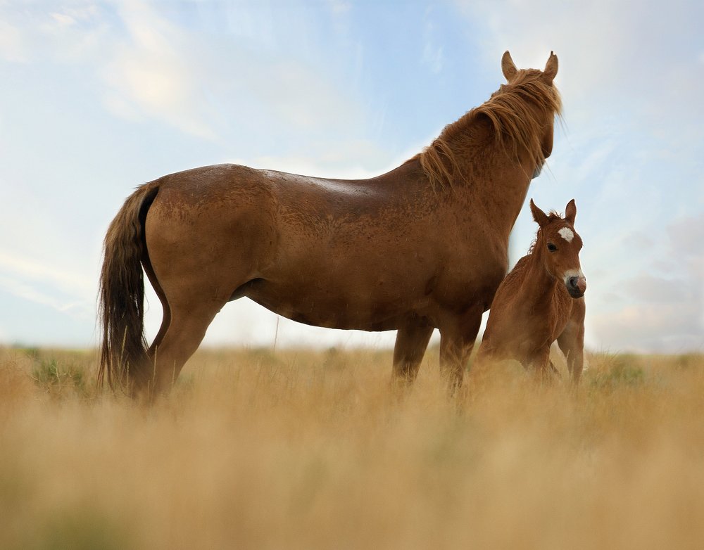 Одичавший табун Астраханских степей. ,