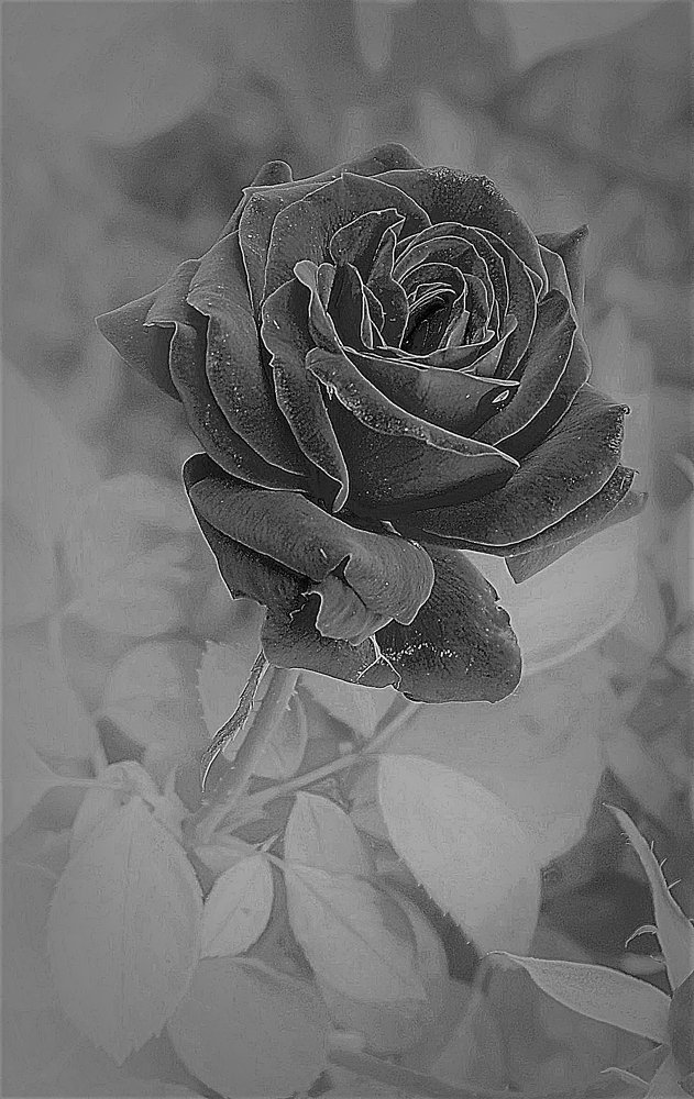 Photograph by Алия Байсыкова