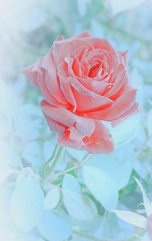 Photograph by Алия Байсыкова