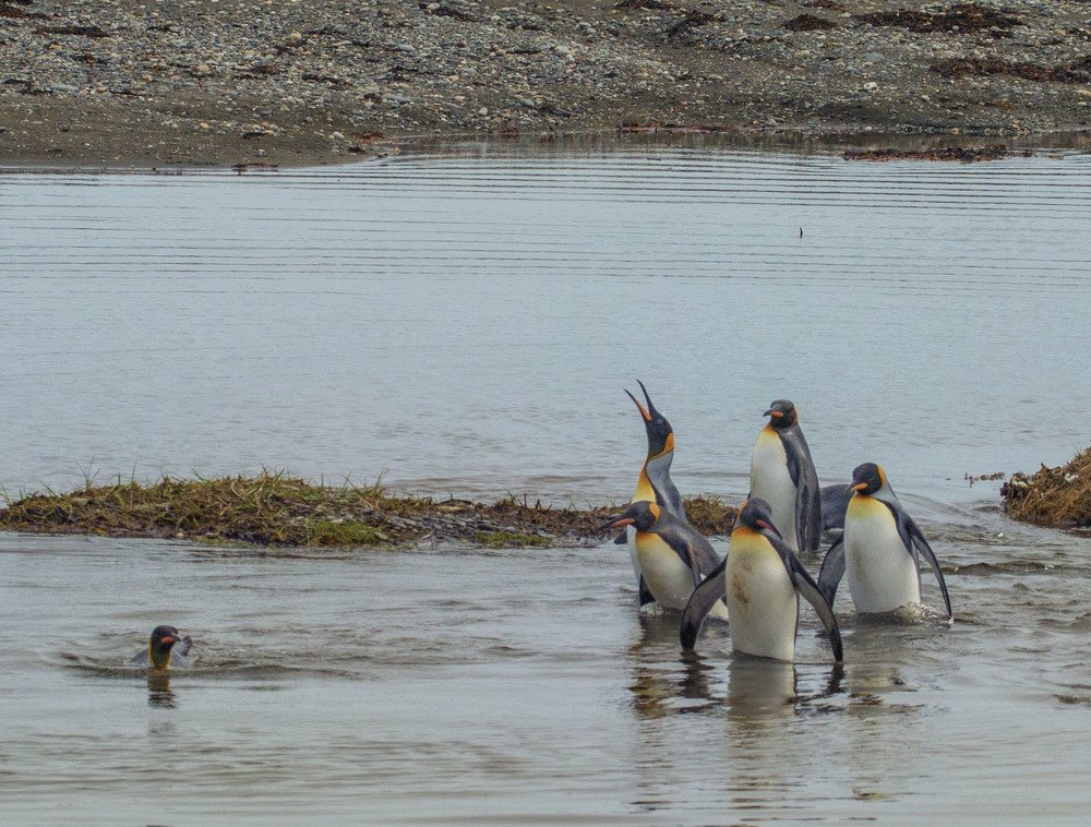 Penguins of Patagonia
