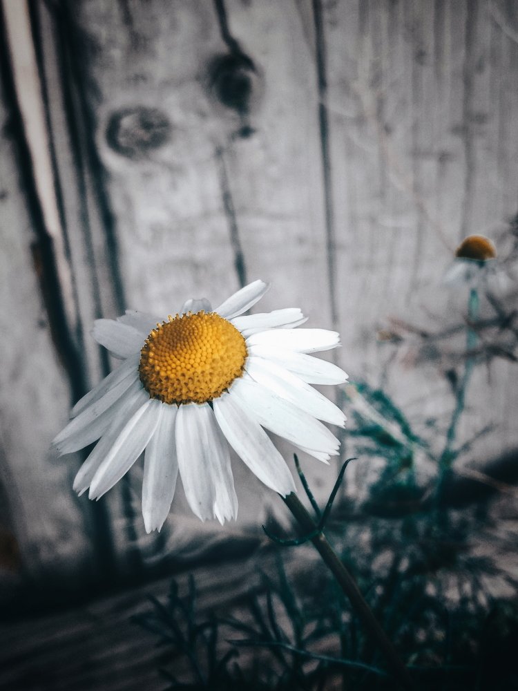 Photograph by Айшат Чупанова
