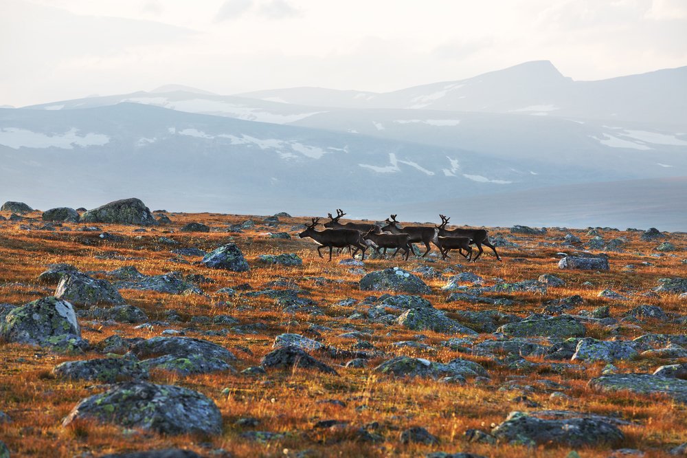 Photograph by Владимир Куцый (Vlad Kutsey)