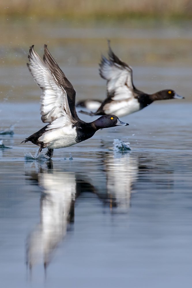 Tufted duck