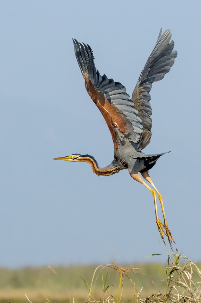 Purple Heron