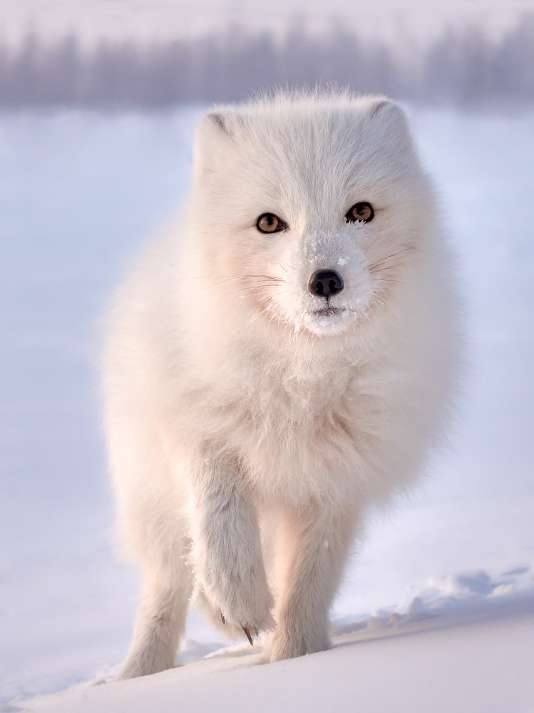 Как домашний...