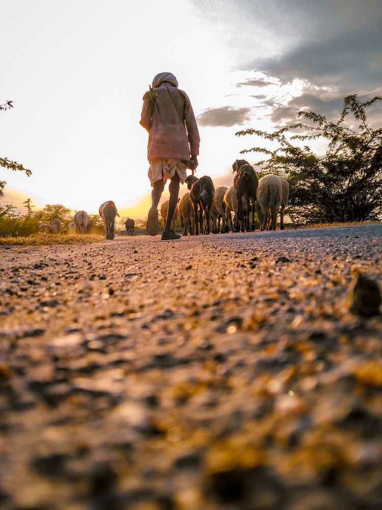 Indian herdsman