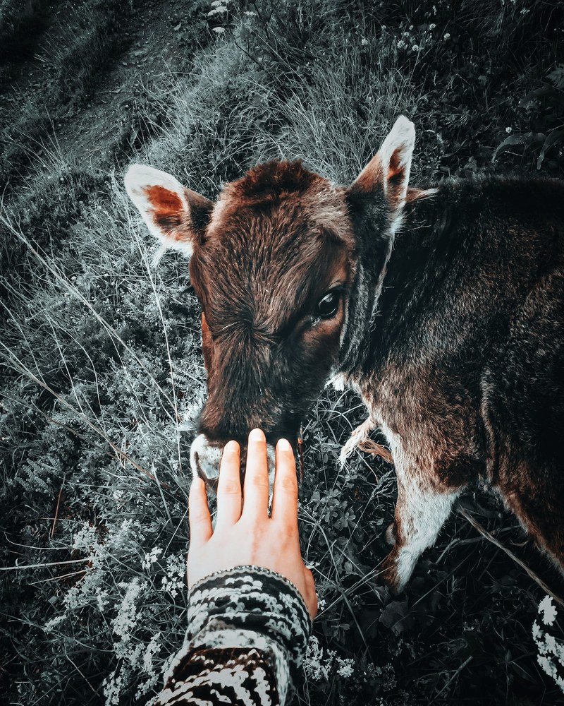 Photograph by Айшат Чупанова