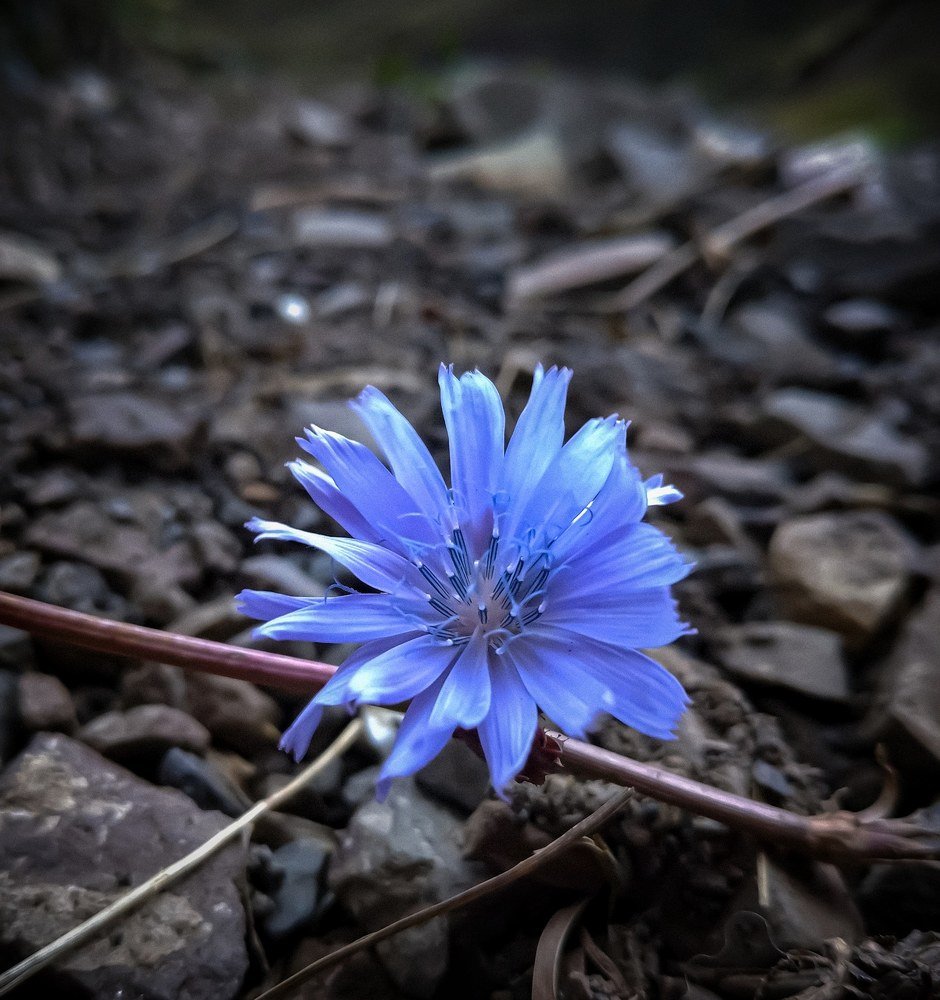 Photograph by Айшат Чупанова