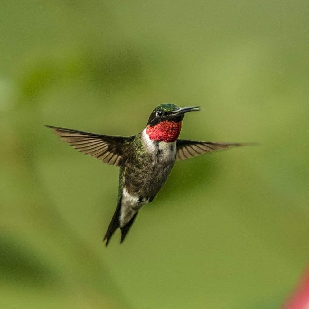Papa humingbird says: Hi...