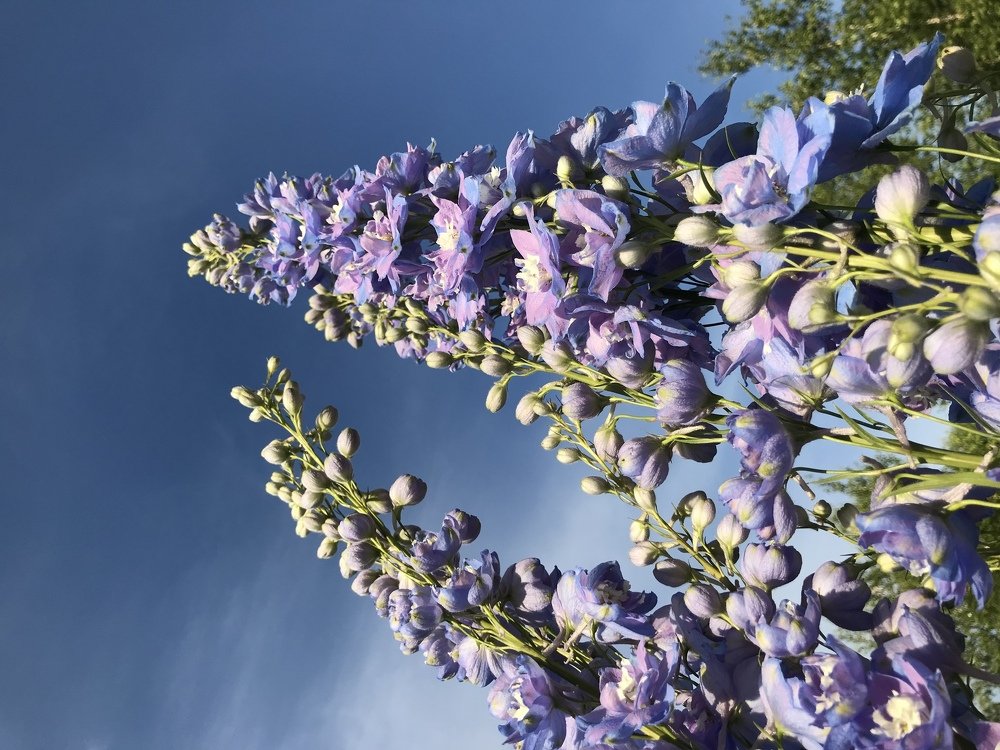 Дельфиниум- навстречу облакам!