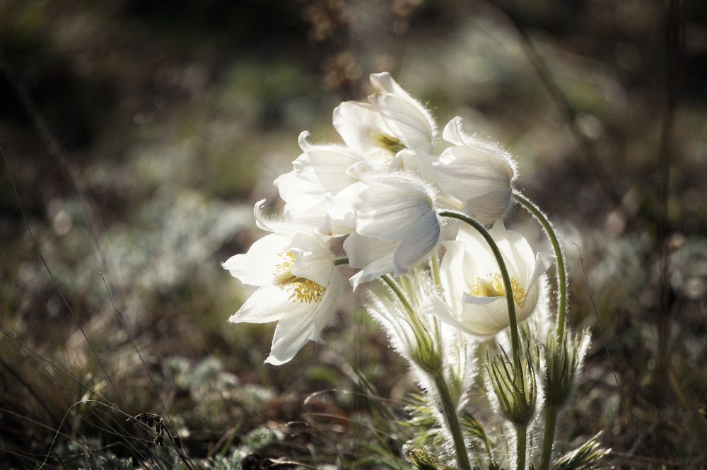 Вестники весны