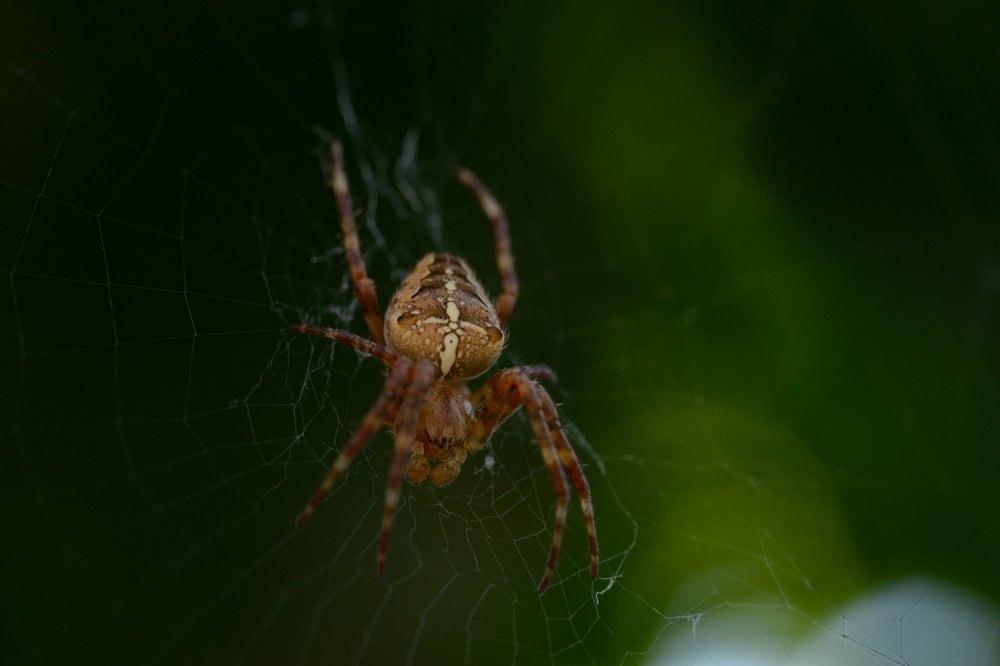 Photograph by Сергей Камышов