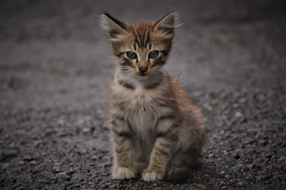 Photograph by Nayan Chandra