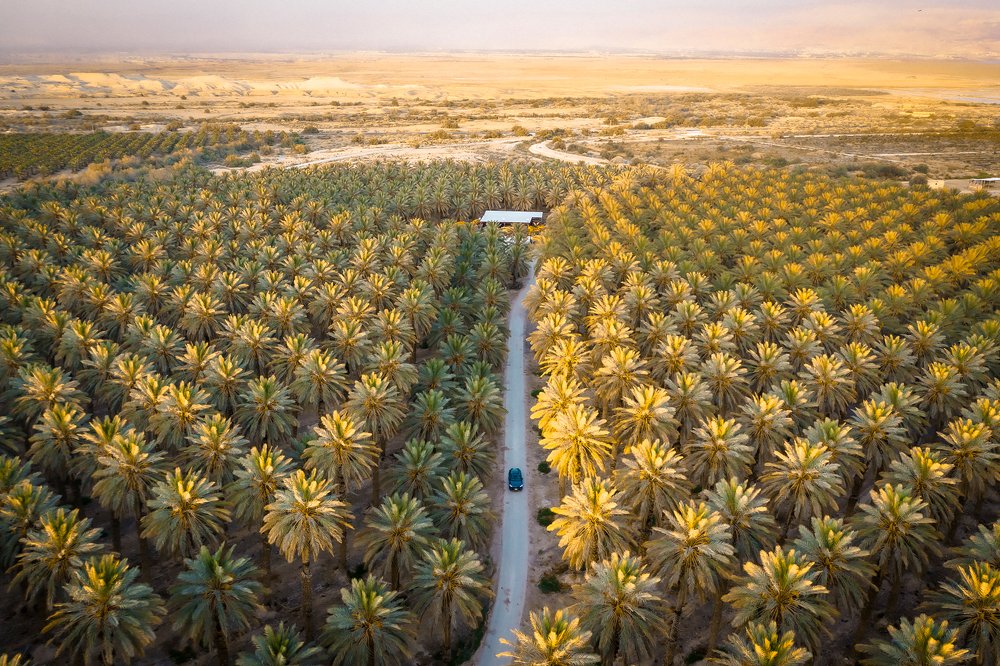 Palm Tree Farm