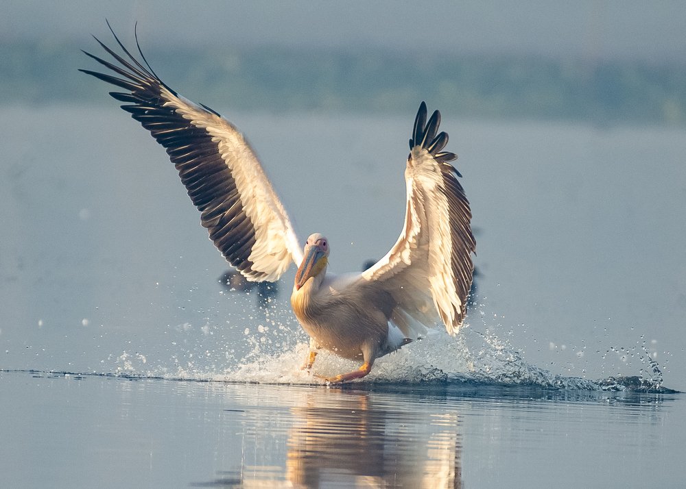 Great White Pelican or Rosy Pelican