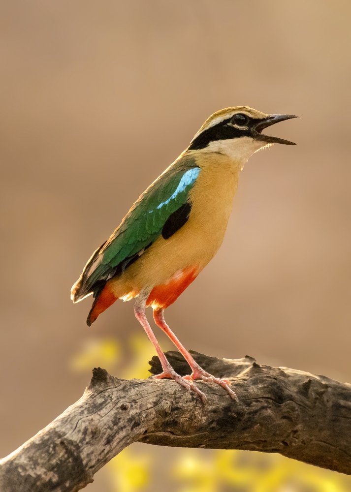 Indian Pitta