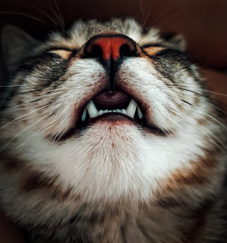 Photograph by Диана Молчанова