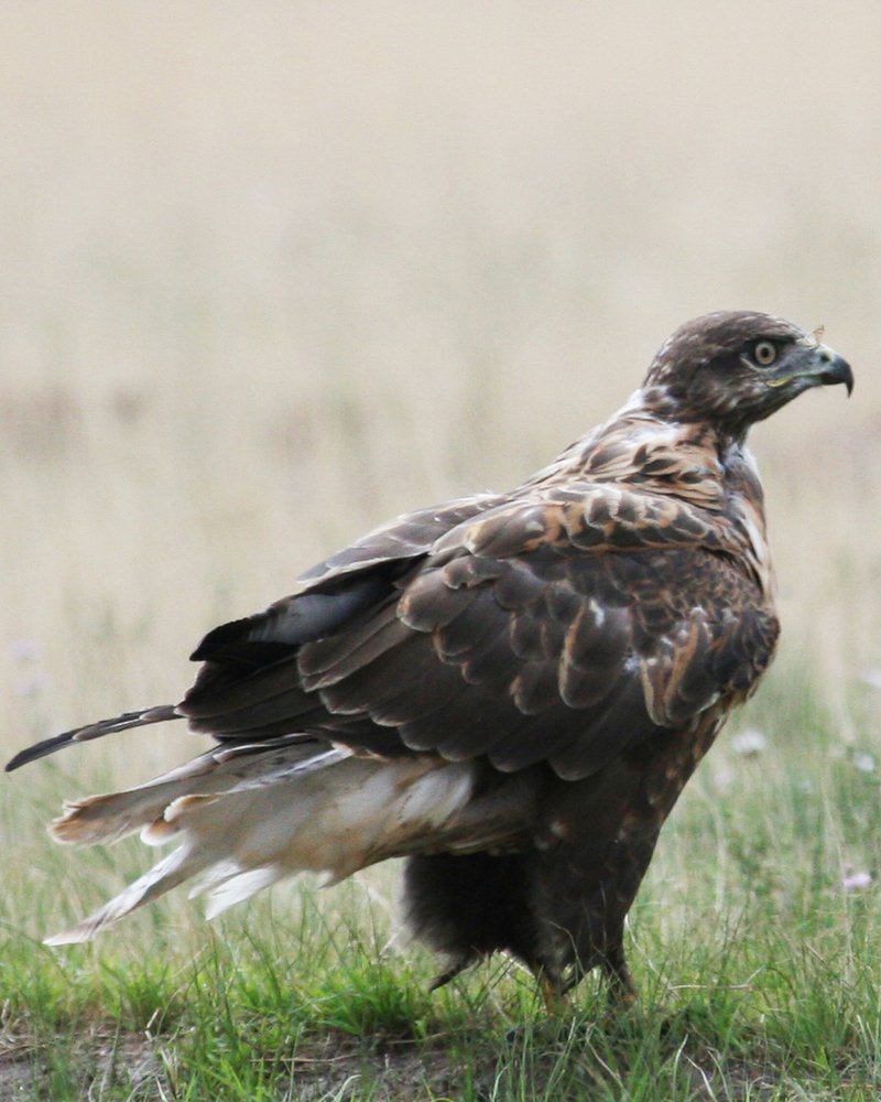 Photograph by Tugsbayar Shagdarsuren