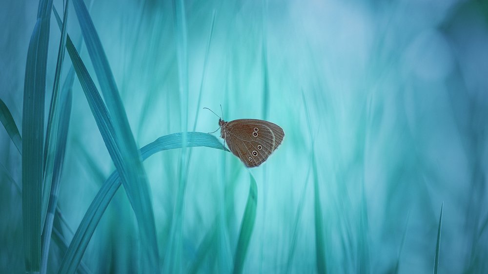 Photograph by Рада Корышева