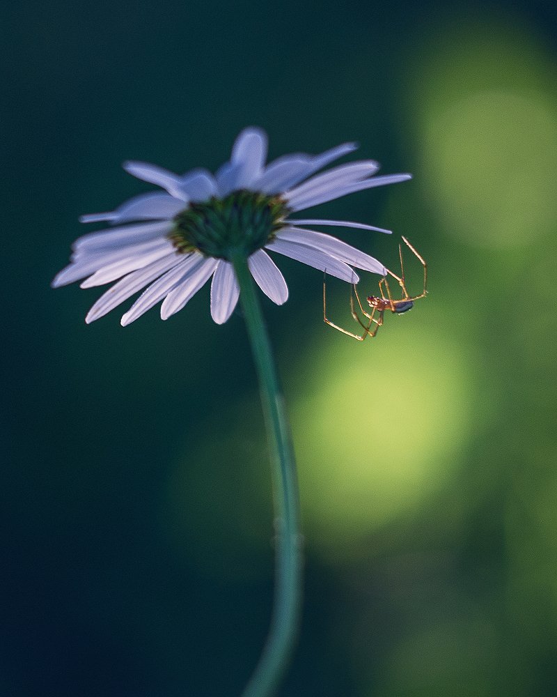 Photograph by Рада Корышева