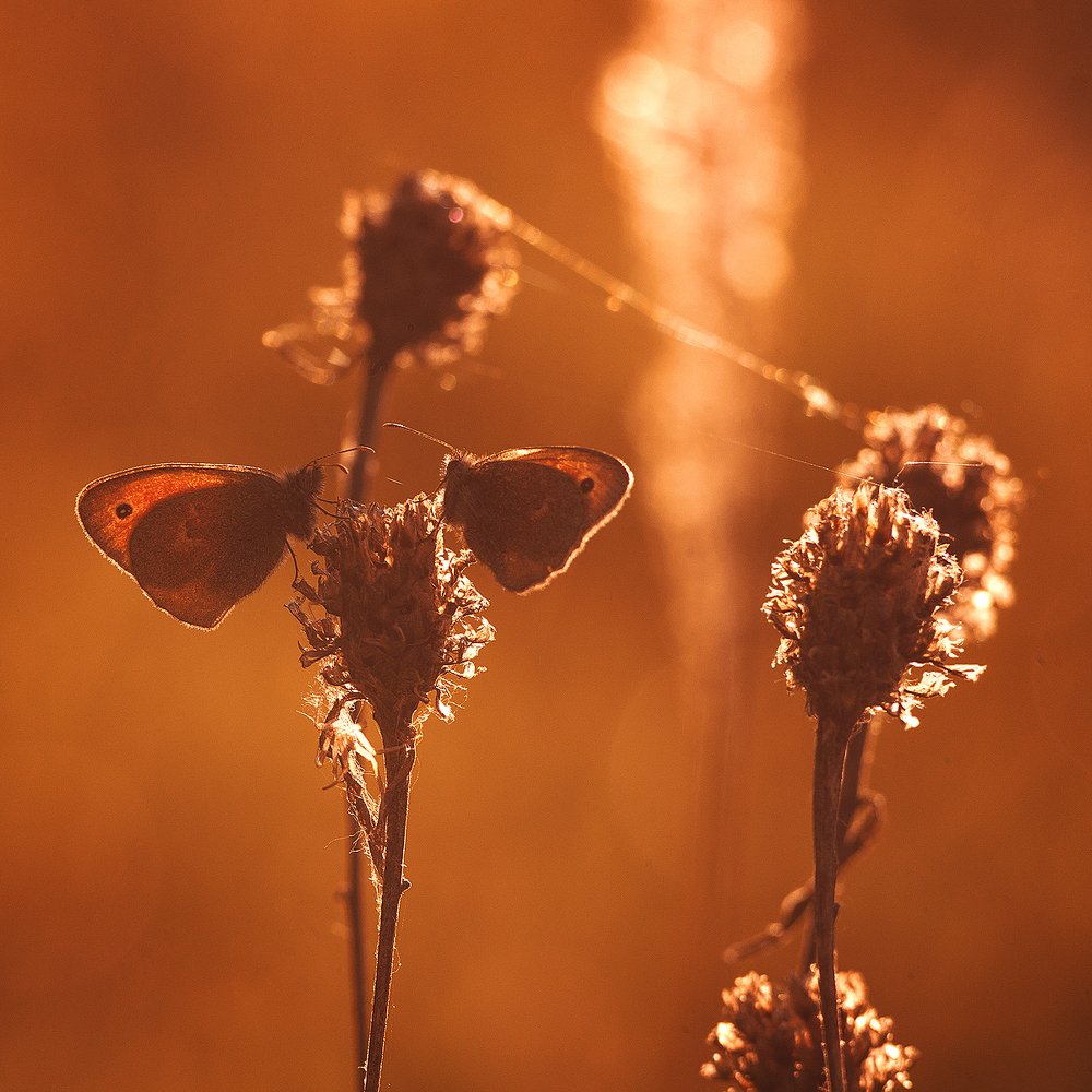 Photograph by Рада Корышева