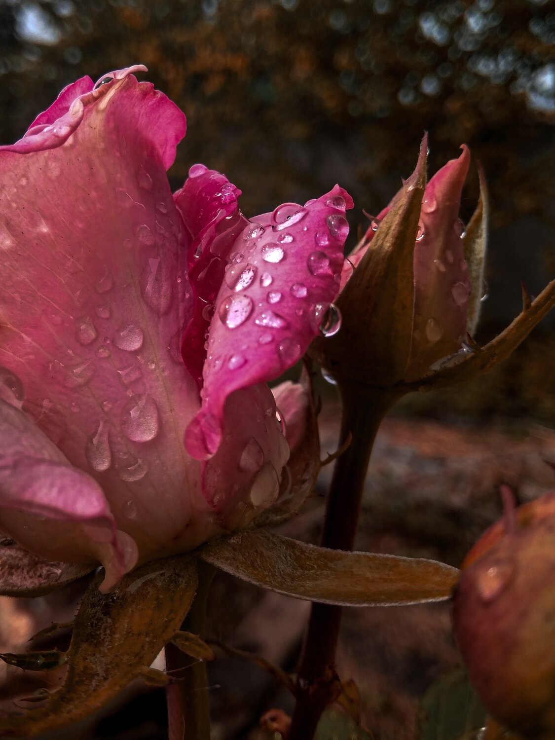 Photo #4295982