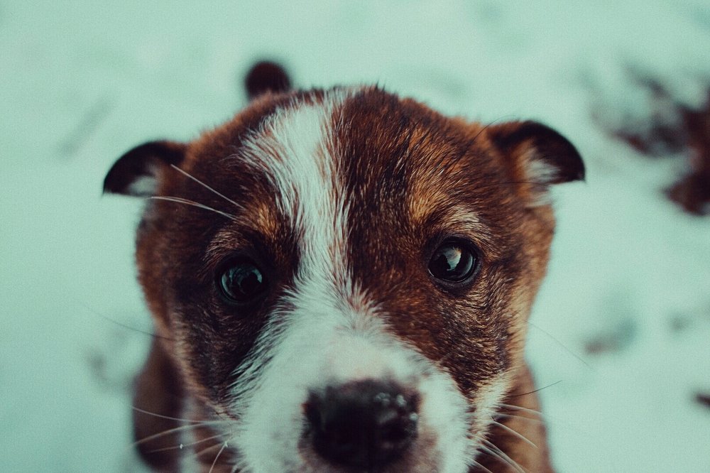 Photograph by Александр Кандалов