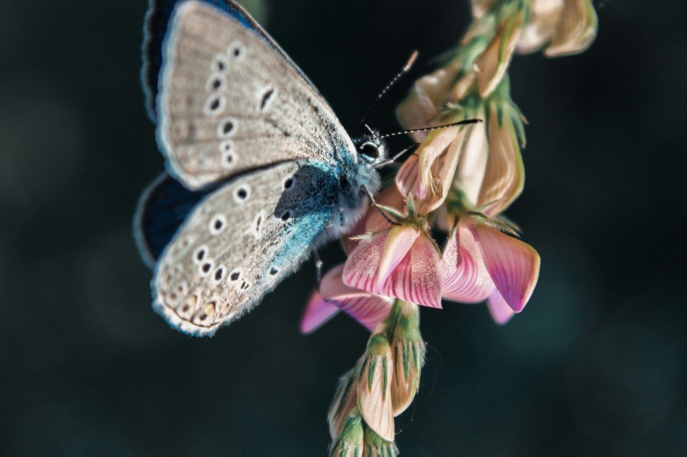 Photograph by Игорь Медведев